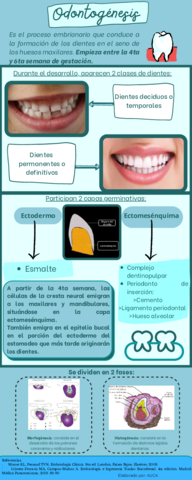 Infografia-Odontogenesis-Generalidades.pdf