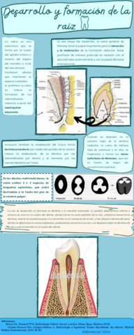 Infografia-Desarrollo-y-formacion-de-la-raiz-dental.pdf