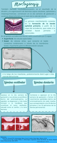 Infografia-Morfogenesis-dental.pdf