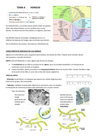 TEMA-4.pdf