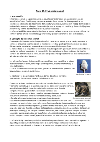 Tema-19.pdf