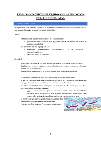 Tema-4-Concepto-de-tejido-y-clasificacion-del-tejido-animal.pdf