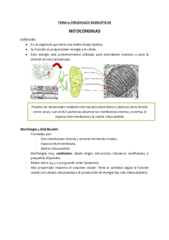 Tema-9-Organulos-energeticos.pdf