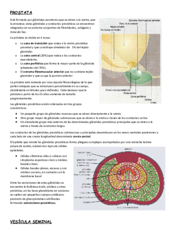 AP-GENITAL-MASCULINO.pdf