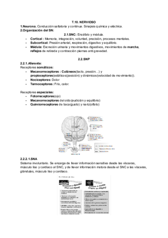 nervioso.pdf