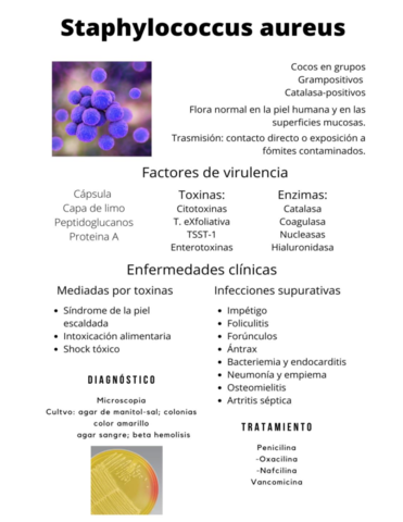 Staphylococcus-aureus.pdf