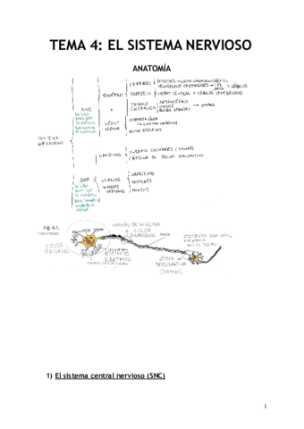 UD-4-EL-SISTEMA-NERVIOSO.pdf