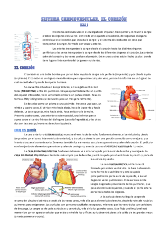 sistema-cardiovascular.pdf