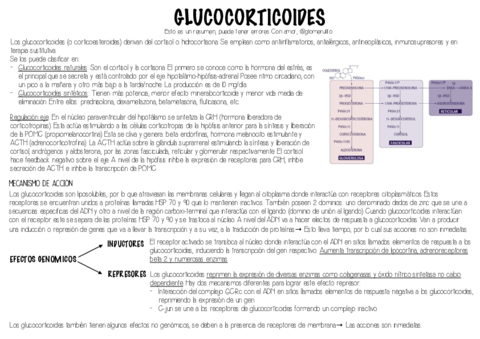 Glucocorticoides.pdf