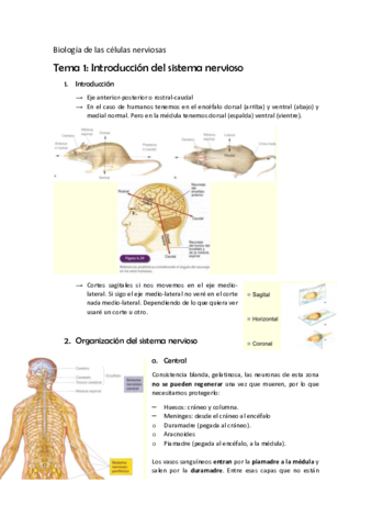 Biologia-de-las-celulas-nerviosas-completo.pdf