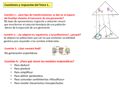 RESPUESTAS-CUESTIONES.pdf