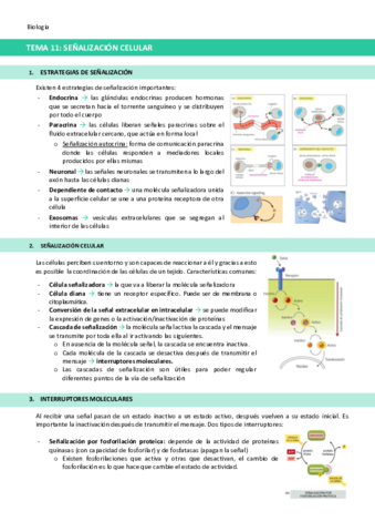 TEMA-11-Senalizacion-celular.pdf
