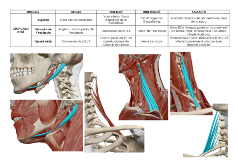 Taula-musculs-Fotos-CervicalsMaluc.pdf
