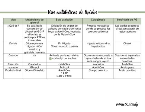 Vias-metabolicas-de-lipidos.pdf