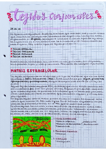 Tejidos-Corporales.pdf