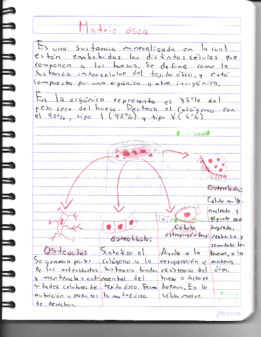 Matriz-osea-y-huesos-craneales.pdf