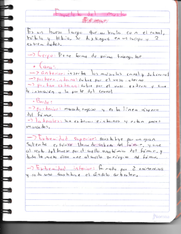 Huesos-de-los-miembros-inferiores.pdf