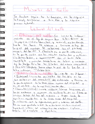 Musculos-del-cuello.pdf