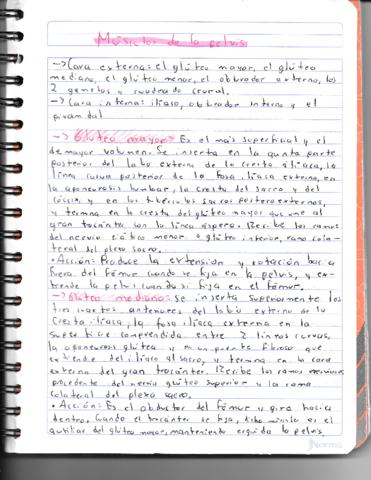 Musculos-de-la-pelvis-y-muslo.pdf