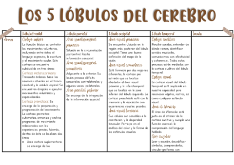 Los-5-lobulos-del-cerebro.pdf