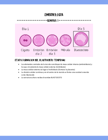 SEMANA-1-EMBRIOLOGIA-PARTE-3.pdf