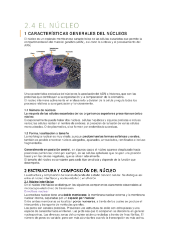2-el-nucleo.pdf