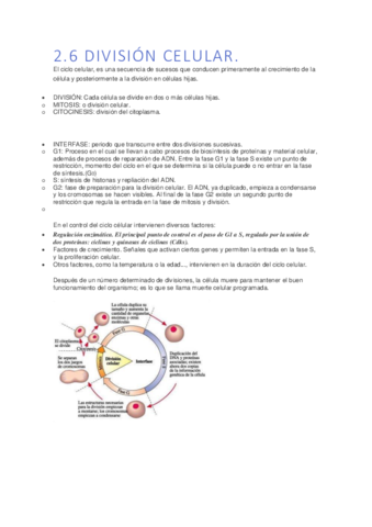 2-division-celular.pdf