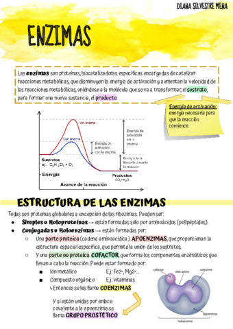 ENZIMAS.pdf