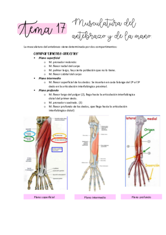 ANATOMIA-T17.pdf