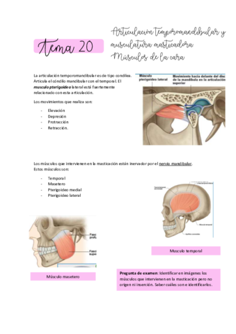 ANATOMIA-T20.pdf
