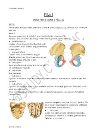 Pelvis-I.pdf