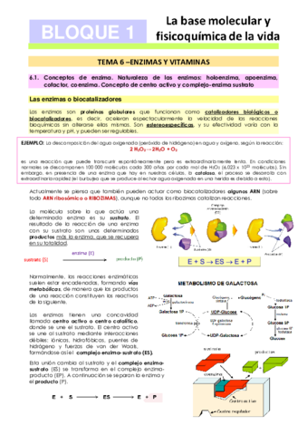 Tema-6-Enzimas-y-vitaminas.pdf