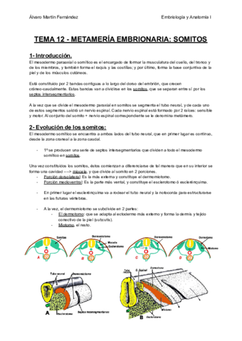 TEMA-12-METAMERIA-EMBRIONARIA-SOMITOS.pdf