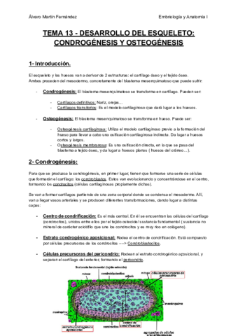 TEMA-13-DESARROLLO-DEL-ESQUELETO-CONDROGENESIS-Y-OSTEOGENESIS.pdf