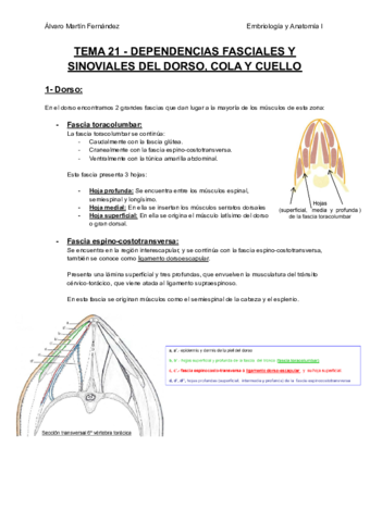 TEMA-21-DEPENDENCIAS-FASCIALES-Y-SINOVIALES-DEL-DORSO-COLA-Y-CUELLO.pdf