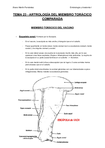 TEMA-23-ARTROLOGIA-DEL-MIEMBRO-TORACICO-COMPARADA.pdf