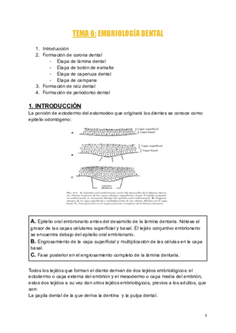 TEMA-6-EMBRIOLOGIA-DENTAL.pdf