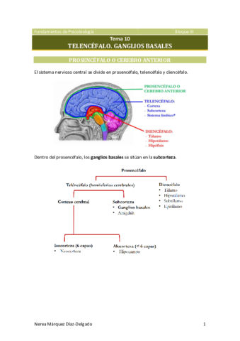 Tema-10-Telencefalo.pdf