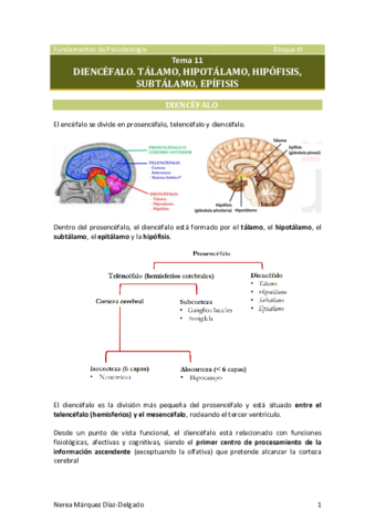 Tema-11-Diencefalo-I.pdf