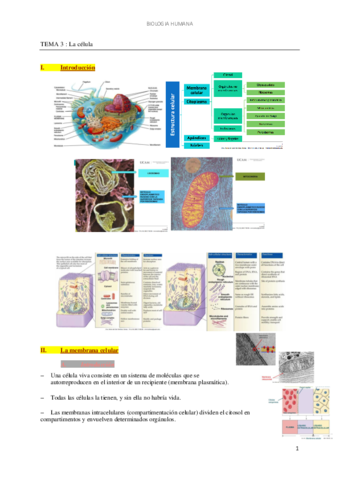 Tema 3 - La célula