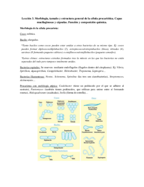 Tema 3 - Morfología.pdf