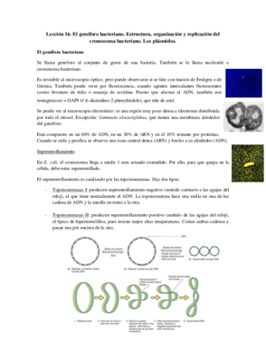 Tema 16 - El genóforo bacteriano.pdf