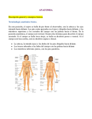 Anatomia-Basica.pdf