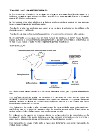 TEMA-CNB-2-CELULAS-MESENQUIMALES.pdf