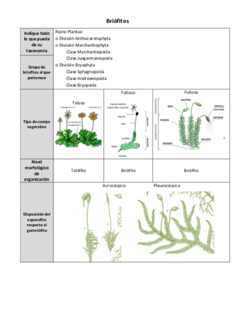 Ficha-briofitos.pdf
