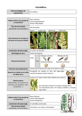 Ficha-Pteridofitos.pdf
