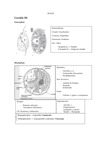 BOTANICA-2o-PARCIAL.pdf