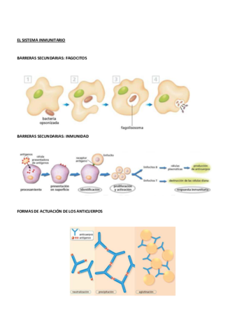 EL-SISTEMA-INMUNITARIO.pdf