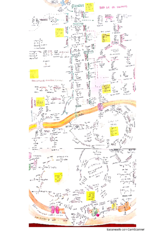 Mapa-metabolico-Corregido.pdf
