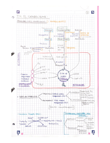 Catabolisme-i-anabolisme.pdf